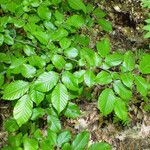 Carpinus orientalis Blad