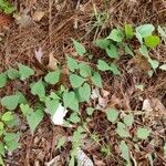 Ipomoea pandurata Hoja