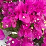 Bougainvillea glabraFlors