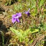 Pinguicula grandiflora Flor