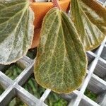 Begonia blancii Hoja