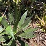 Agave lophantha Листок