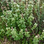 Marrubium vulgare Leaf