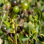 Jasminum fruticans Fruto