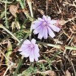 Cichorium intybusLorea