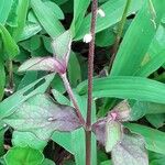 Cyathula prostrata Blatt
