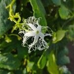 Trichosanthes cucumerinaFlower