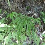 Adiantum hispidulum ഇല