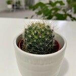 Mammillaria wrightii Hoja