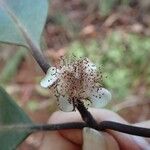 Eugenia ovigera Flower