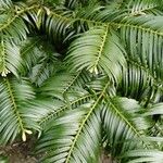 Cephalotaxus fortunei Leaf