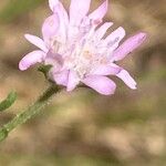 Knautia integrifolia Fleur