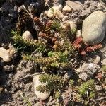 Sedum sexangulareFulla