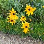 Rudbeckia fulgidaFlower