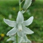 Ornithogalum nutans花