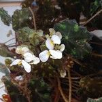 Begonia bowerae Flor