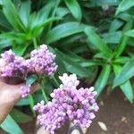 Callisia fragrans Blomst