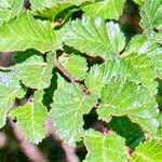 Nothofagus pumilio Blad