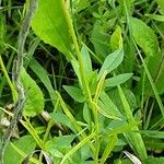 Linum grandiflorum 叶