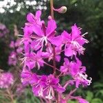 Epilobium angustifoliumBlomst