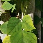 Erythrina lysistemon Levél