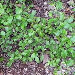 Plumbago zeylanica Habit