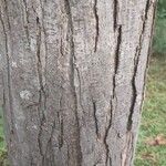 Toona sinensis Bark