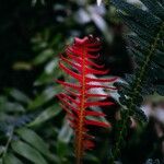 Blechnum occidentale Leht