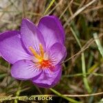 Crocus ligusticus Flower