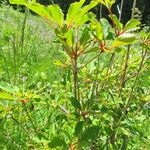 Enkianthus campanulatus 整株植物