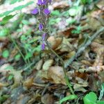 Orchis spitzelii Habit