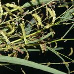 Desmodium angustifolium Fruit