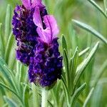 Lavandula stoechas Квітка