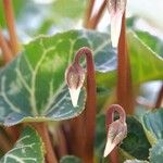 Cyclamen hederifolium autre