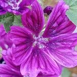 Malva arborea പുഷ്പം