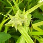 Carex grayi Leaf