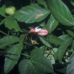 Paullinia pinnata Fruit