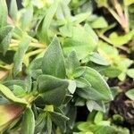 Gentiana scabra Hostoa