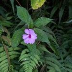 Impatiens flaccida Flower