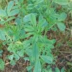 Trigonella foenum-graecum Fiore