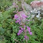 Epilobium angustifoliumVirág