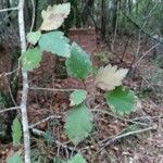 Crataegus marshallii Leaf