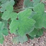 Pelargonium tomentosum Blatt