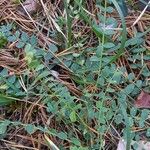 Astragalus monspessulanus Natur