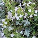 Satureja montana Λουλούδι