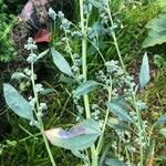 Chenopodium album Blad