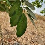 Blighia sapida Leaf