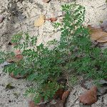 Indigofera suffruticosa Habit