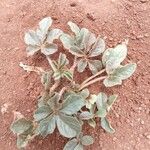 Cleome gynandra Leaf