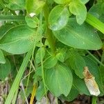Antirrhinum latifolium ഇല